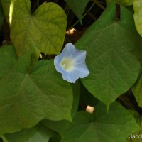 Ipomoea nil (L.) Roth